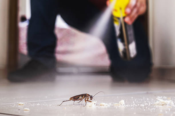 Best Termite Control Services  in Greenfield, IA